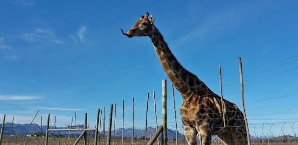 Giraffe House Wildlife Awareness Centre